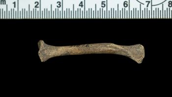 Media type: image;   Mammalogy 51076 Description: Left radius.;